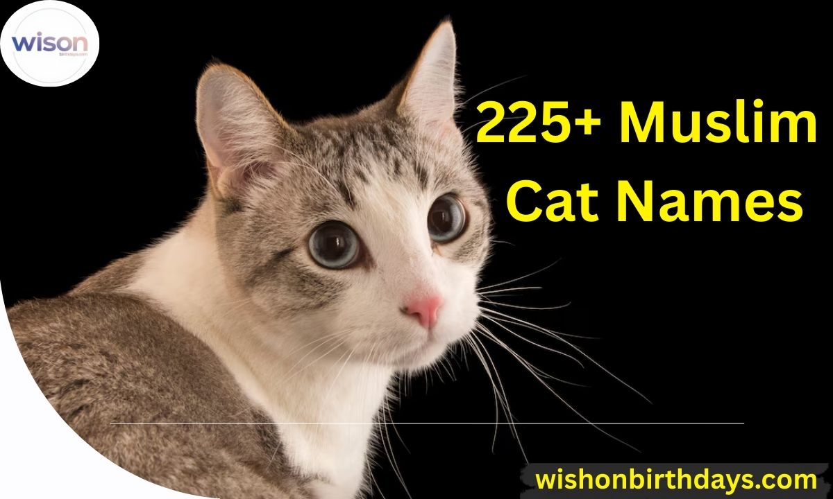 225+ Muslim Cat Names Islamic Names for Your Feline Friend