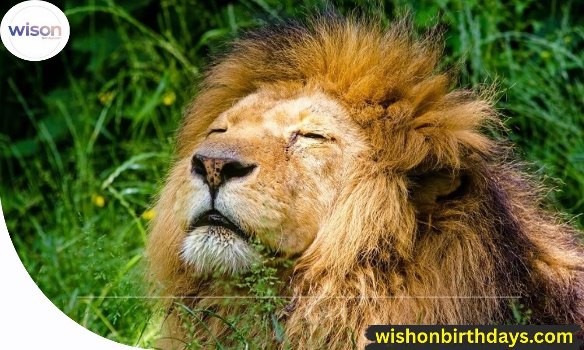 325+ Catchy Lion Names Ideas For The King Of Jungle