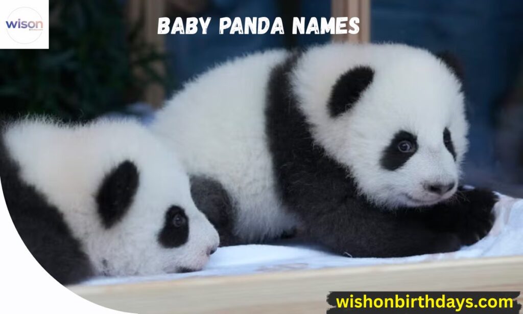 Baby Panda Names