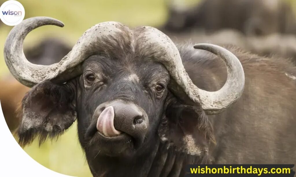 🐃 Male Buffalo Names 