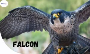 270+ Catchy Falcon Names For The King Of Speed