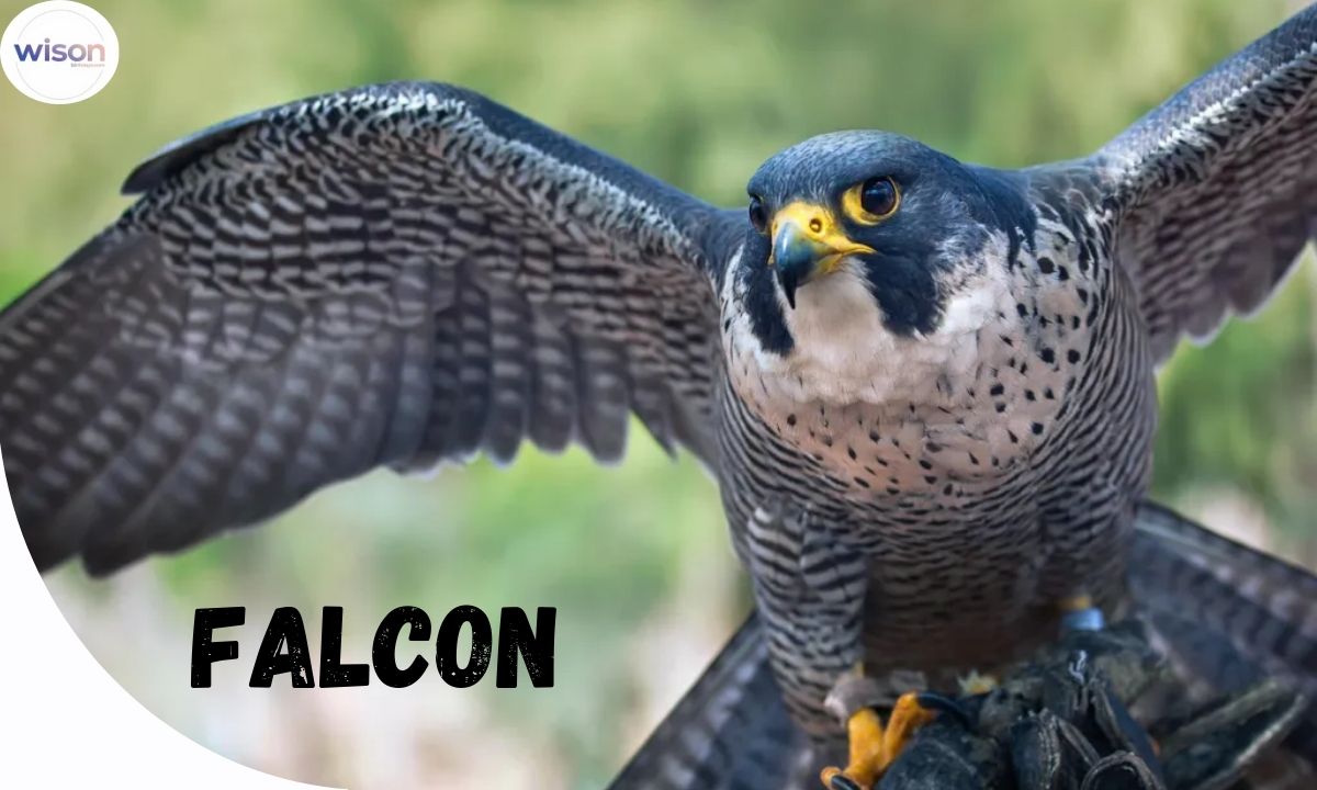 270+ Catchy Falcon Names For The King Of Speed