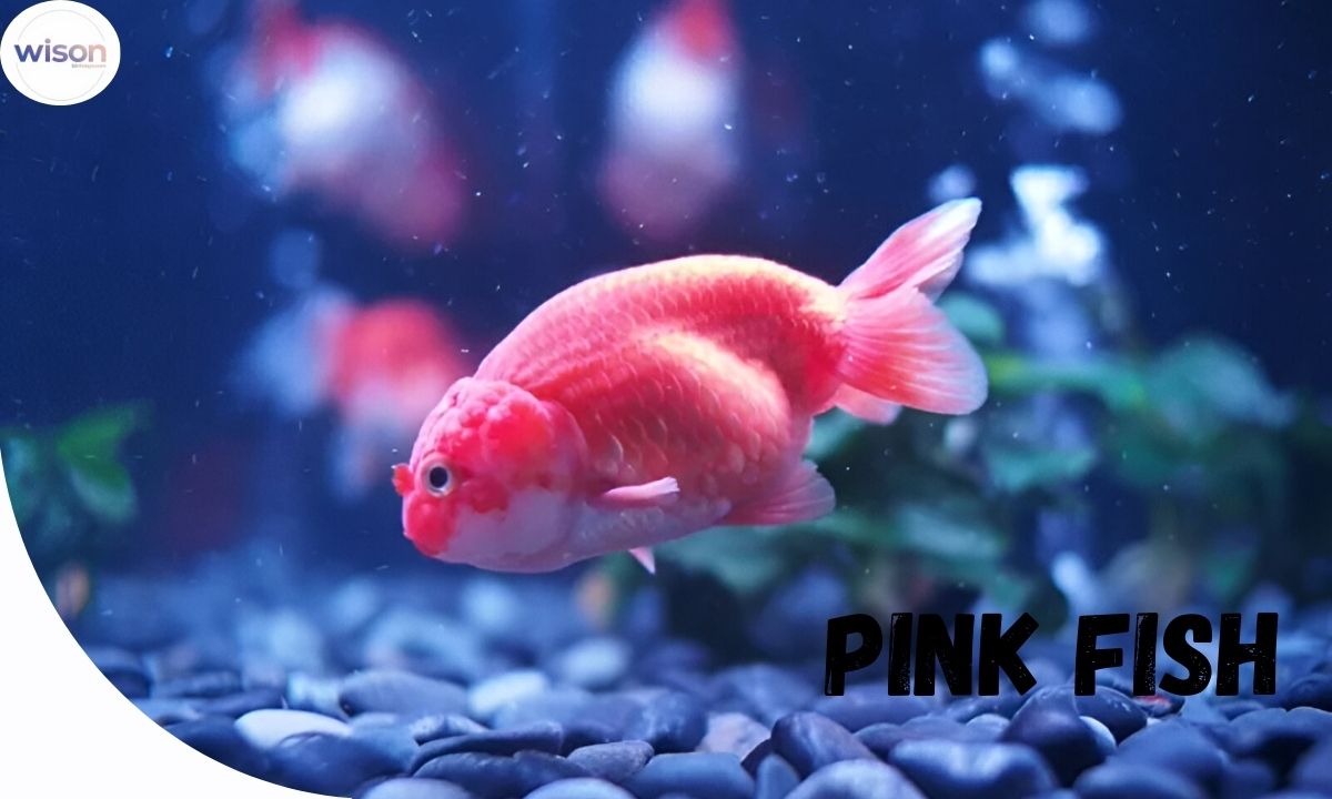 270+ Cute And Catchy Pink Fish Names