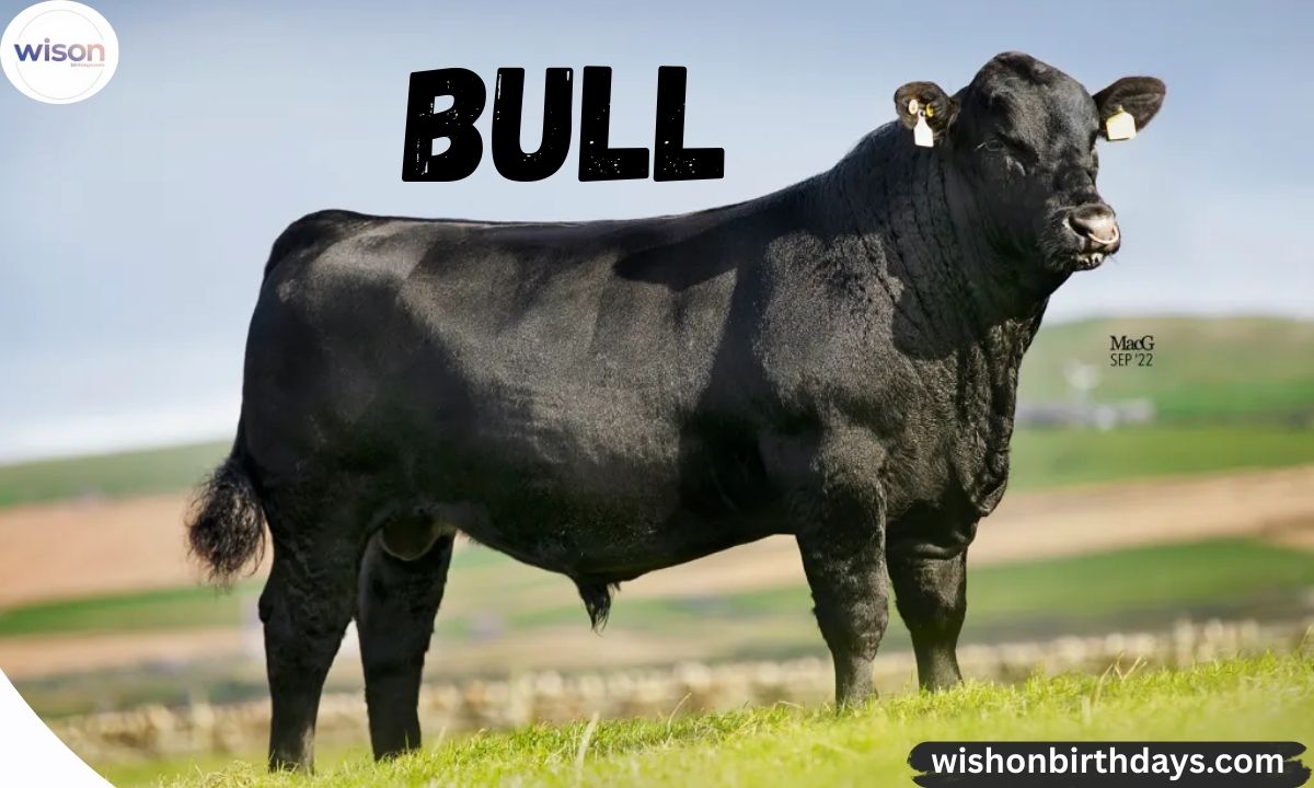 320+ Cool And Badass Bull Names (Strong, Fearless & Powerful Ideas)