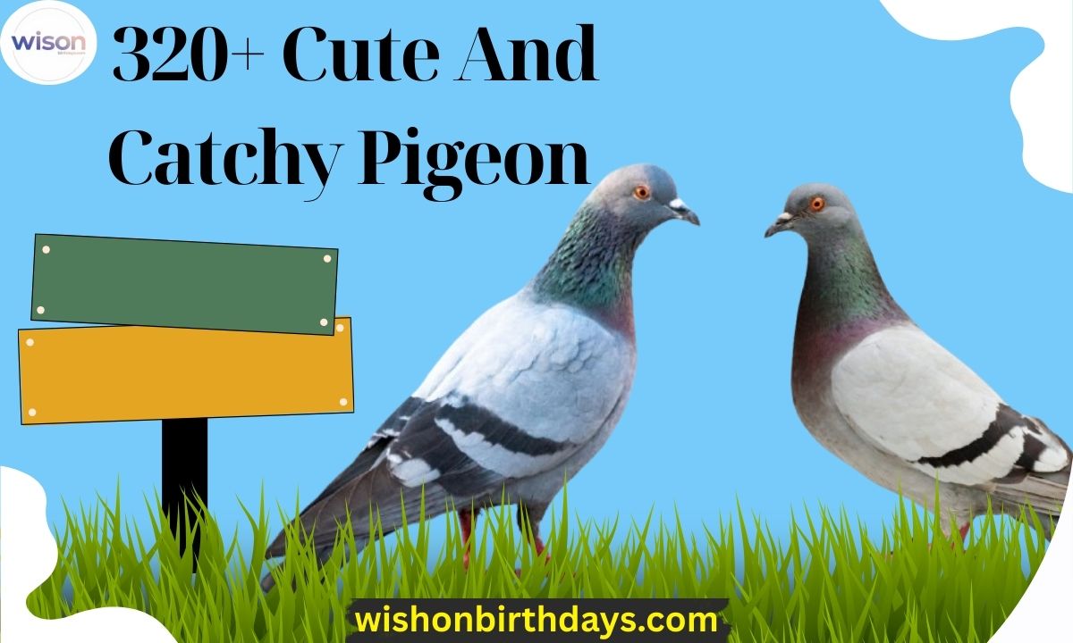 320+ Cute And Catchy Pigeon