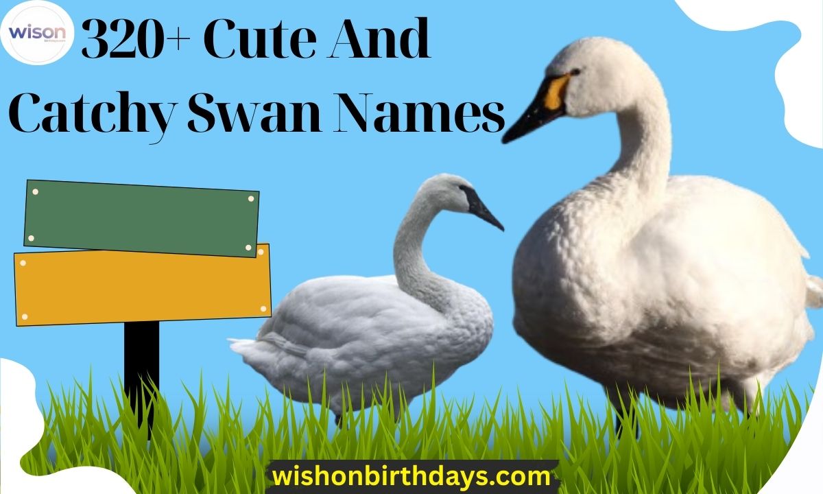 320+ Cute And Catchy Swan Names