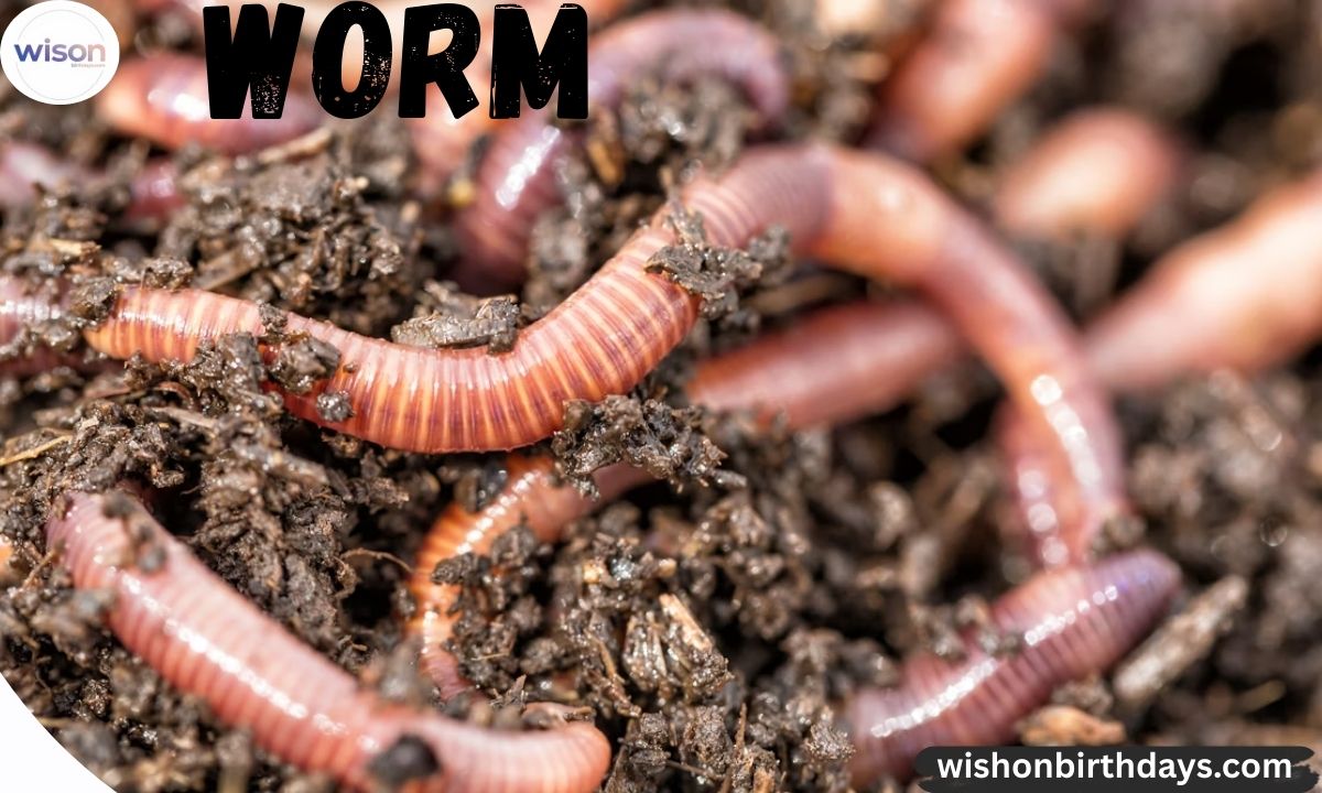 325+ Cute And Catchy Worm Names (Funny, Sweet & Creative Ideas)