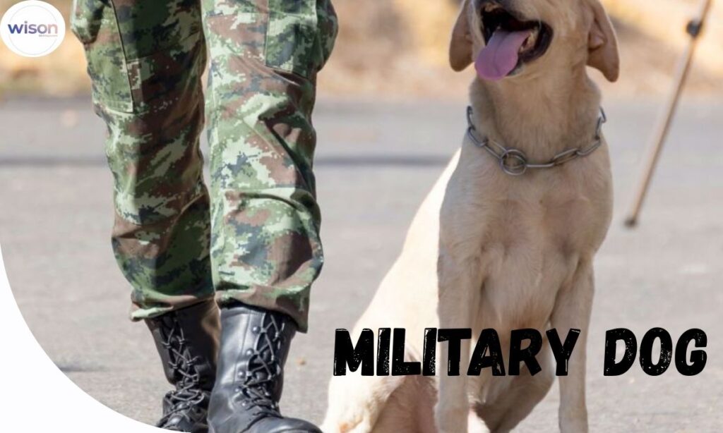 Names Inspired by Strength and Power