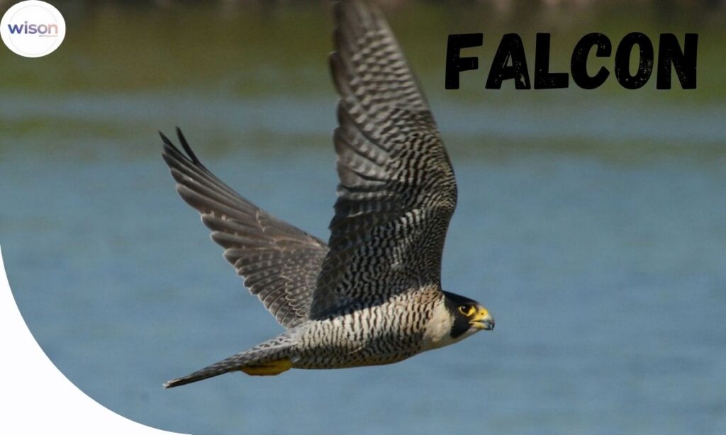 Nature-Inspired Names