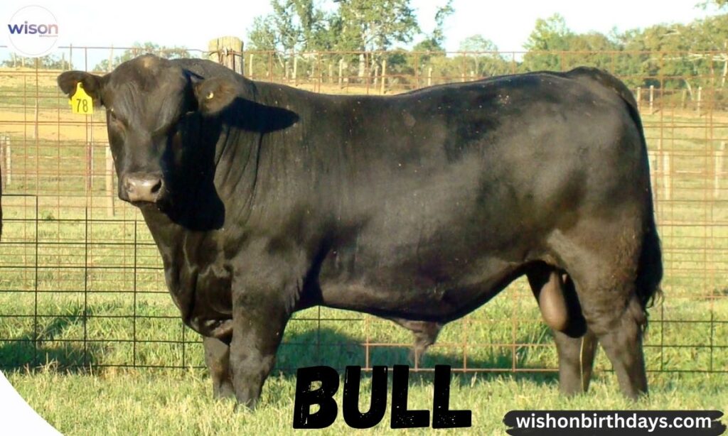 Strong Bull Names Inspired by Power & Strength