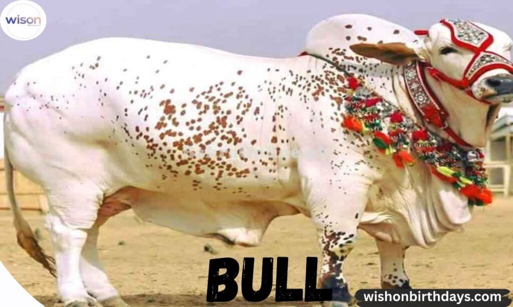White Bull Names (Majestic & Bold)