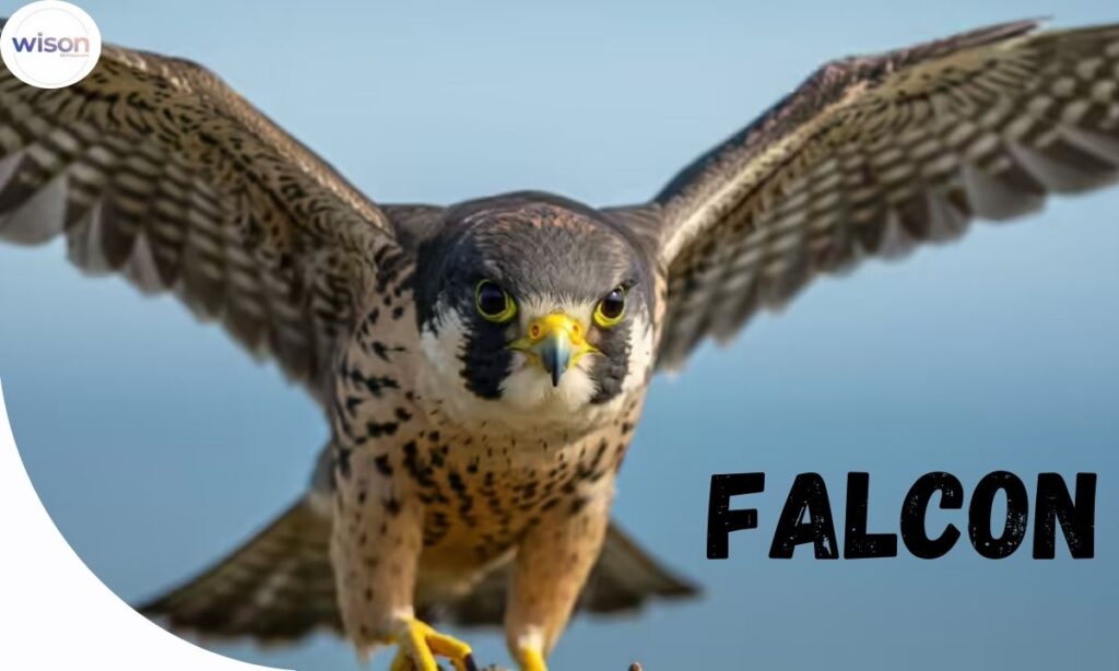 Names Inspired by Speed